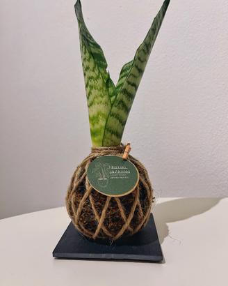 🪴 Kokedama  Sanseveria