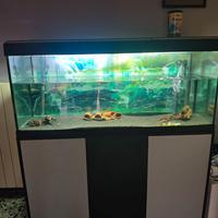 Acquario 250 litri + pesci L333