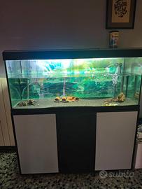 Acquario 250 litri + pesci L333