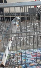 Coppia cocoriti riproduttiva