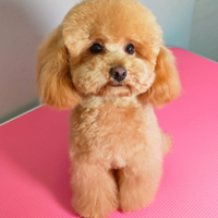 Barboncino mini Toy per monta