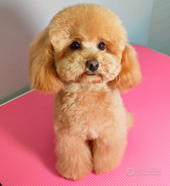 Barboncino mini Toy per monta