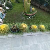 Piante grasse con vaso