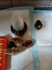 Solo su prenotazione e solo ritiro Cavarzere (VE)