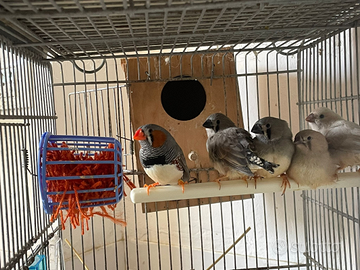 Diamantini Mandarini