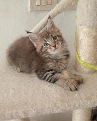 Maine coon