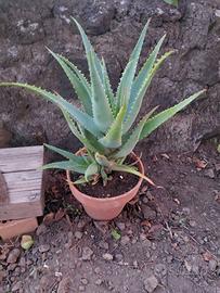 Piante di aloe arborescens
