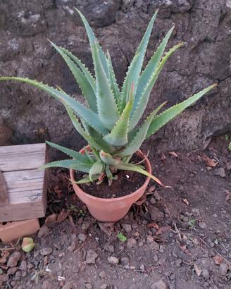 Piante di aloe arborescens