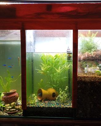 acquario tropicale 3 zone lago fiume stagno 150L