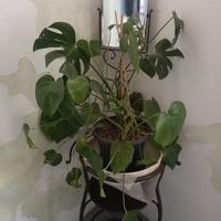 Toilette in ferro battuto 