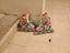Immagine 1