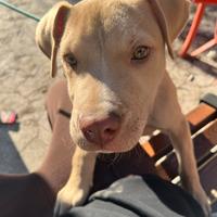 Cucciolo di pitbull rednose