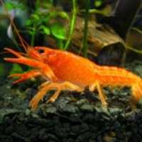 Cambarellus Orange.-Piccolo gambero d'acqua dolce-