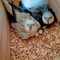 Piccoli di calopsite