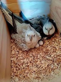 Piccoli di calopsite