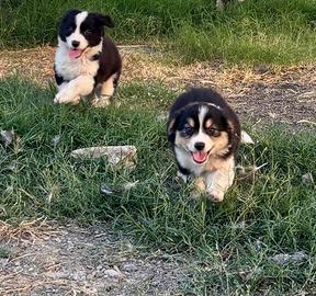 Cuccioli di border collie