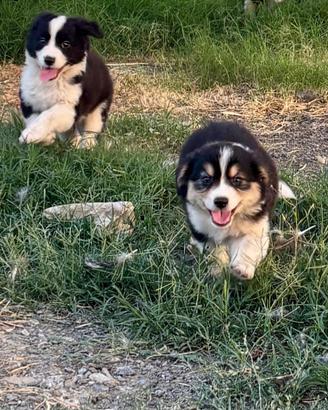 Cuccioli di border collie