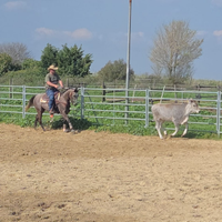 Quarter Horse 2022
