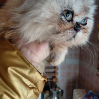 Gatto delle nevi