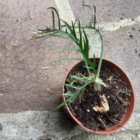 PHILODENDRO TORTUM