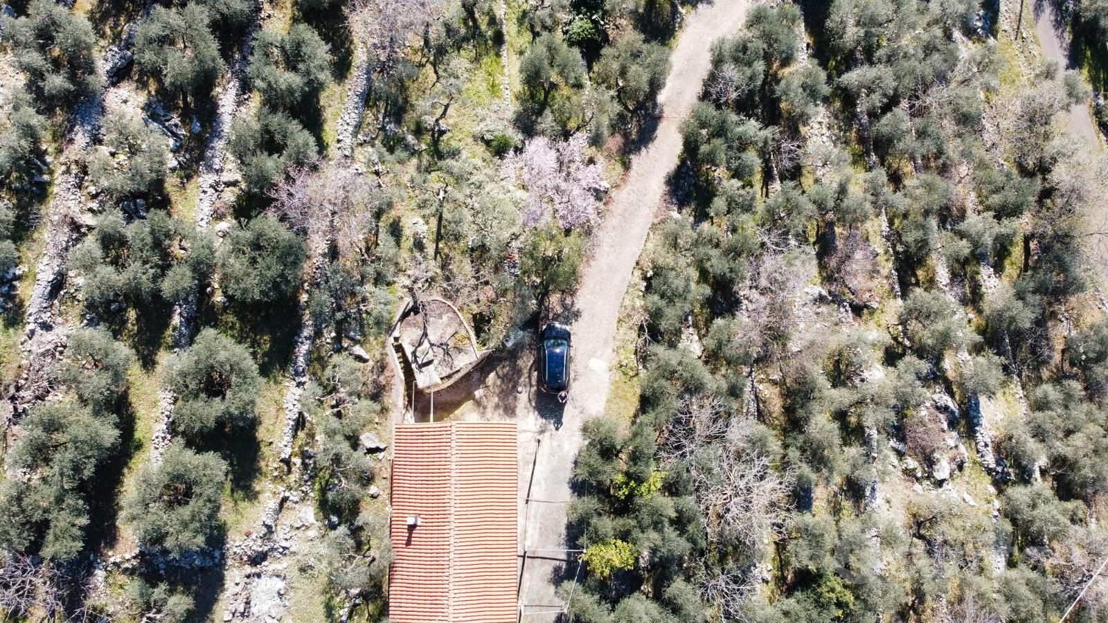 Terreno a uliveto con casa civile abitazione - Vista 3