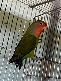 Inseparabile femmina