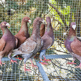 Colombi viaggiatori tedeschi