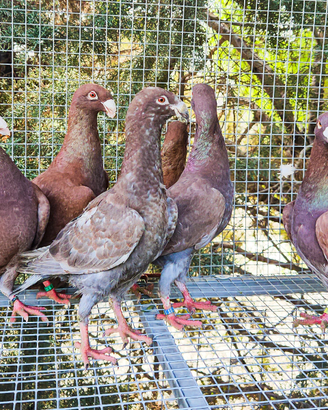 Colombi viaggiatori tedeschi