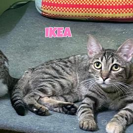 Yoga e Ikea gattina tigrata e tigrata e bianca