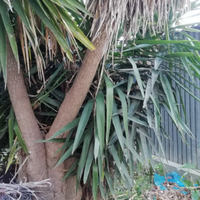 Yucca pianta da esterno