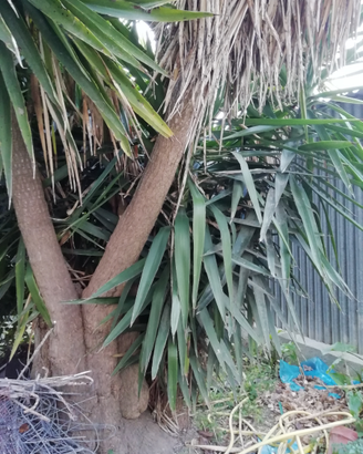 Yucca pianta da esterno
