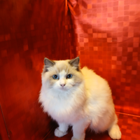 Cucciola di Ragdoll con pedigree