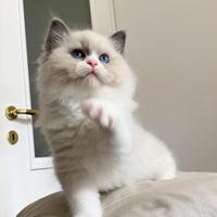 Cucciolo Ragdoll