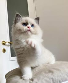 Cucciolo Ragdoll