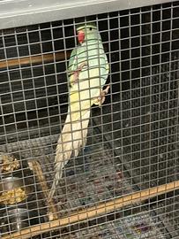 Parrocchetti dal collare