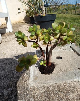 albero di giada 