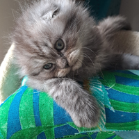 Gattino Scottish Fold