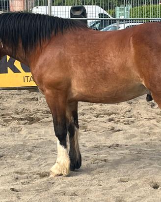 Castrone doppio pony 6 anni