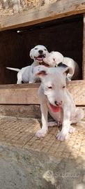 Cuccioli Amstaff bianchi con pedigree ENCI 