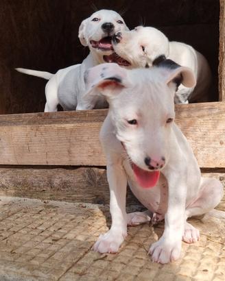 Cuccioli Amstaff bianchi con pedigree ENCI 