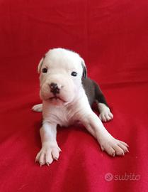 Cuccioli American Staffordshire Terrier Amstaff 