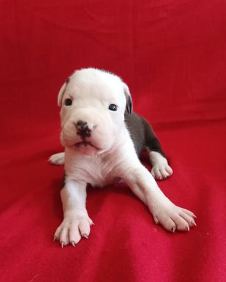 Cuccioli American Staffordshire Terrier Amstaff 