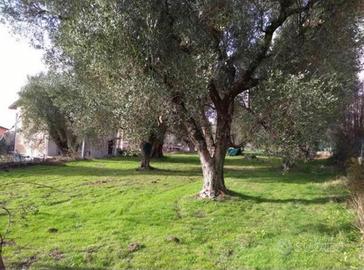 Terreno edificabile Novi Velia (sa)