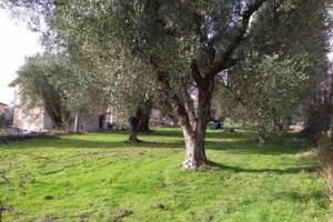 Terreno edificabile Novi Velia (sa)