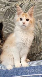 Maine coon