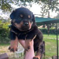 Cuccioli di rottweiler