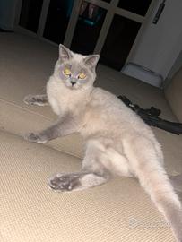 Femmina British shorthair