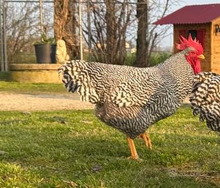 Amrock gallo