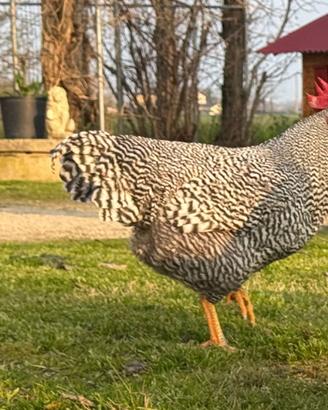 Amrock gallo