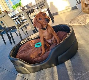 Rhodesian Ridgeback